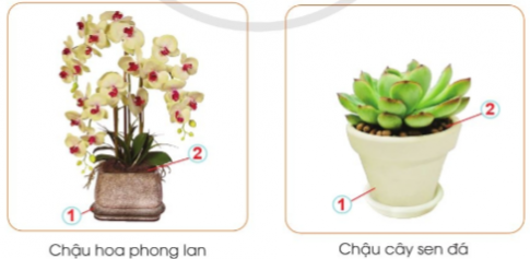 Em hãy chỉ rõ chậu và giá thể có trong các hình dưới đây