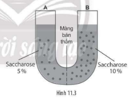 Một thí nghiệm được tiến hành như Hình 11.3. Em hãy dự đoán hiện tượng sẽ xảy ra sau một thời gian và giải thích.