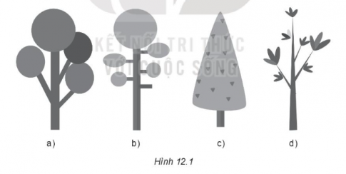  Em hãy vẽ các hình theo mẫu (Hinh 12.1)