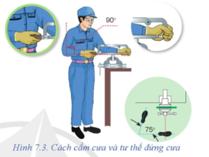 Dựa vào Hình 7.3, hãy mô tả cách cầm cưa và tư thế đứng cưa.