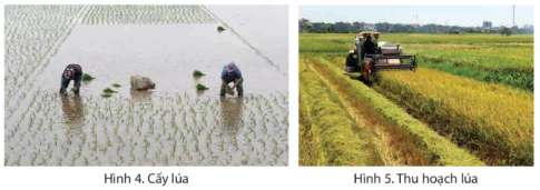 Quan sát hình 4, hình 5 và đọc thông tin, em hãy mô tả hoạt động sản xuất trồng lúa nước ở vùng Đồng bằng Bắc Bộ.