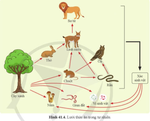 Liệt kê một số chuỗi thức ăn có trong hình 41.4. Các chuỗi thức ăn đó có mắt xích nào chung?