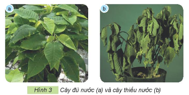 Quan sát Hình 3, cho biết cây đủ nước và cây thiếu nước khác nhau như thế nào