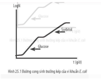 Hình 25.1 mô tả đường cong sinh trưởng kép của vi khuẩn E.coli trong môi trường có 2 nguồi carbon là glucose và sorbitol...