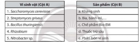  Hãy nối tên vi sinh vật ở cột A với sản phẩm được tạo thành ở cột B sao cho phù hợp.