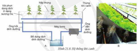Giải bài 21 Công nghệ trồng cây không dùng đất