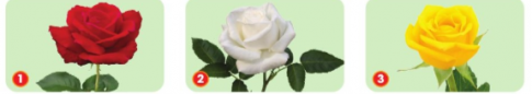 Em hãy đọc thông tin, quan sát hình và cho biết đặc điểm của hoa hồng