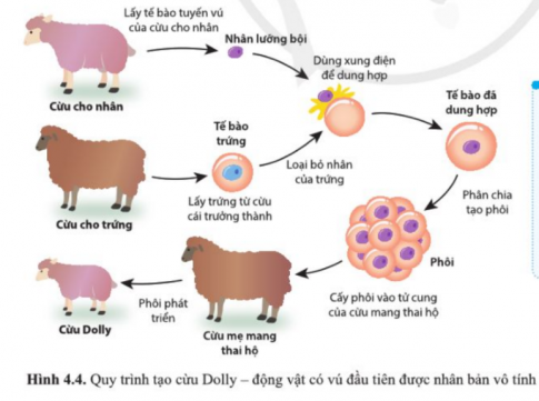 Quan sát hình 4.4 và cho biết cừu Dolly được nhân bản vô tính bằng cách nào. Cừ Dolly có đặc điểm di truyền giống con cừu nào được nêu trong hình?