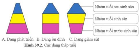 Quan sát hình 39.2 và cho biết vì sao A là dạng phát triển, B là dạng ổn định và C là dạng giảm sút.