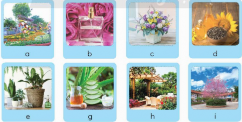 Dựa vào các hình ảnh gợi ý dưới đây, em hãy điền lợi ích của hoa và cây cảnh đối với đời sống vào dưới mỗi hình sao cho phù hợp.