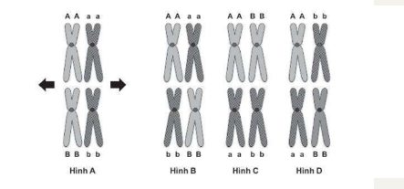 Một tế bào có kiểu gene AaBb tiến hành giảm phân tạo giao tử. Tại kì giữa I, các nhiễm sắc thể kép xếp thành hai hàng trên mặt phẳng xích đạo ...