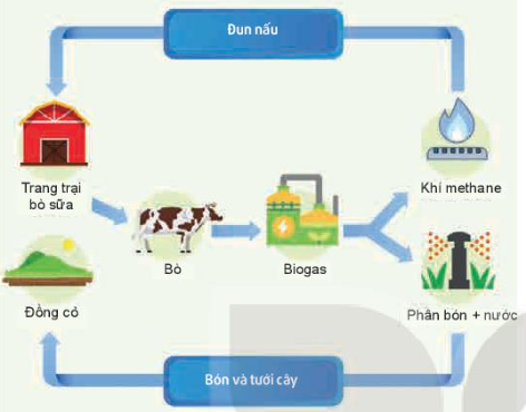 Quan sát Hình 18.3 và mô tả mô hình xử lí chất thải trong chăn nuôi bò sữa theo tiêu chuẩn VietGAP