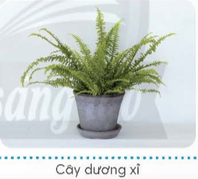 Em hãy nối các thẻ mô tả lợi ích hoa, cây cảnh với hình ảnh minh hoạ sao cho phù hợp.