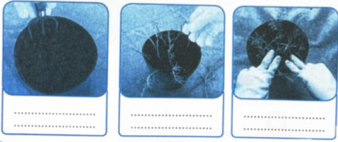 Em hãy điền tên công việc trồng cây hoa mười giờ trong chậu vào dưới mỗi hình sao cho phù hợp.