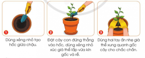 Dựa vào hình và thông tin gợi ý dưới đây, hãy nêu các thao tác trồng cây con trong chậu