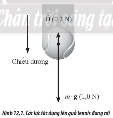 Hình 12.1 biểu diễn các lực tác dụng lên quả tennis đang rơi thẳng đứng. 