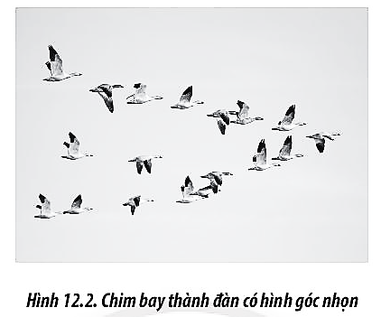 Một số loài chim khi di cư xa thường bay thành từng đàn có hình góc nhọn (Hình 12.2). Tại sao lại có sự sắp xếp như vậy?