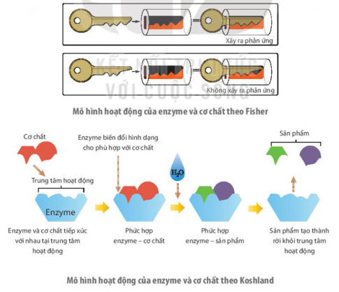 Hãy phân tích mô hình hoạt động của enzyme và cơ chất theo Fisher (1894) và theo Koshland (1958) trong hình dưới, tìm ra điểm giống và khác nhau giữa hai cơ chế hoạt động này.