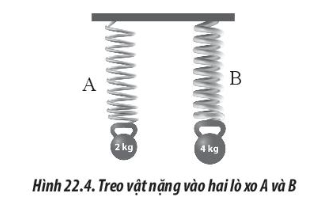 Hai lò xo A và B có chiều dài tự nhiên như nhau được treo thẳng đứng. Lần lượt treo vào đầu còn lại của hai lò xo các vật có khối lượng 2 kg và 4 kg (Hình 22.4)