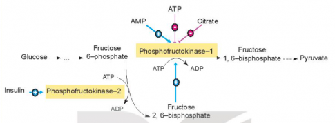 Phosphofructokinase - 1 là enzyme quan trọng điều khiển quá trình đường phân, được hoạt hoá dị lập thể bởi AMP và fructose 2, 6 - bisphosphate....