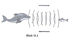  Để xác định vị trí của những con mồi, cá heo sử dụng siêu âm.
