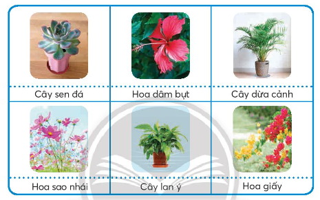 Em hãy nêu đặc điểm và lợi ích của các loại hoa, cây cảnh có trong hình dưới đây