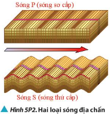  sóng P (sóng sơ cấp) và sóng S (sóng thứ cấp). Hãy phân biệt hai sóng địa chấn này thuộc sóng dọc hay sóng ngang. Giải thích.