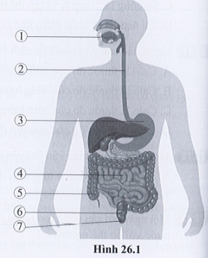 Chú thích các bộ phận của hệ tiêu hóa ở người có trong hình 26.1 và cho biết chức năng các bộ phận đó.