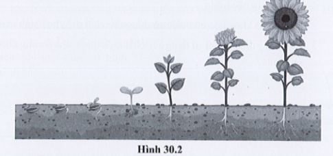 Quan sát hình 30.2 và kể tên các giai đoạn sinh trưởng và phát triển của cây hoa hướng dương. Nêu những điểm giống nhau và điểm khác nhau về các giai đoạn sinh trưởng và phát triển của cây hoa hướng dương và cây rêu ở câu 30.5.