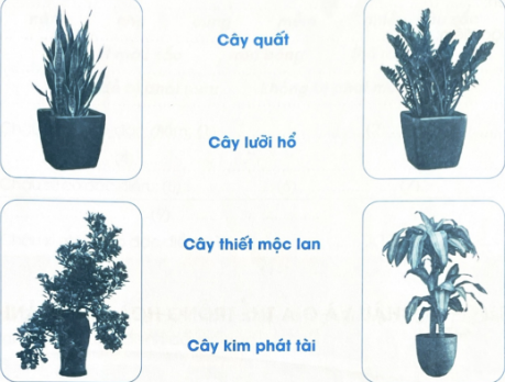 Nối tên với hình ảnh tương ứng của các loại cây cảnh dưới đây.