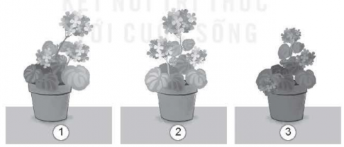 Có ba cây hoa giống nhau được trồng trong chậu và chăm sóc như nhau nhưng đặt ở ba vị trí khác nhau. Sau một thời gian hình ảnh các cây hoa như hình vẽ dưới. Quan sát hình và lựa chọn cây đặt vào ô phù hợp.