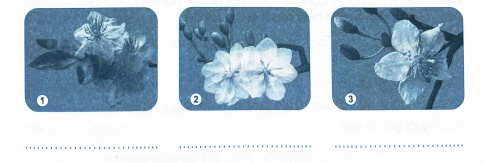 Điền loại cánh hoa mai (cánh đơn, cánh kép) thích hợp vào chỗ trống dưới các hình sau đây.