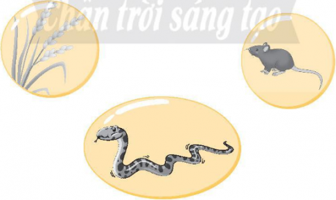 Hãy vẽ các mũi tên để hoàn thành chuỗi thức ăn từ các sinh vật sau.