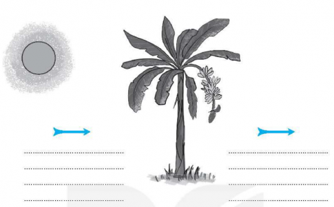Hoàn thành sơ đồ dưới đây về sự trao đổi một số chất với môi trường của thực vật khi có ánh sáng mặt trời.