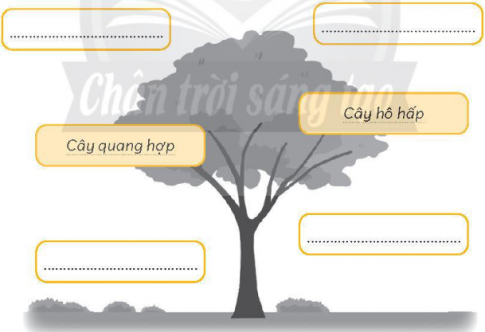 khí các-bô-níc, khí ô-xi để viết vào chỗ (...) trong hình dưới đây nhằm thể hiện sự trao đổi khí giữa cây xanh với môi trường khi cây quang hợp và hô hấp.