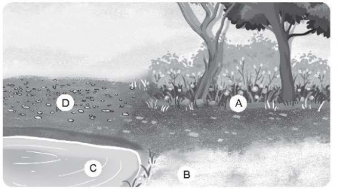 Gia đình em có một góc vườn nhỏ như hình dưới. Gia đình muốn trồng thêm một số cây ở các khu vực khác nhau trong vườn (đánh dấu A, B, C, D).