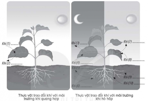 Hãy điền vào chỗ (...) trên hình để hoàn thiện sơ đồ mô tả sự trao đổi khí của thực vật với môi trường khi quang hợp và khi hô hấp.