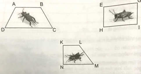 Miệng của chiếc hộp đựng dế than, dế lửa và dế út tiêu