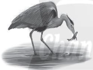 Từ hình ảnh bên dưới, em hãy viết một chuỗi thức ăn sao cho phù hợp.