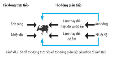 Tại sao cần tìm hiểu về tác động trực tiếp và gián tiếp của các nhân tố sinh thái?