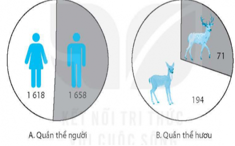 42.4. Hãy xác định tỉ lệ giới tính ở quần thể người (1 658 nam, 1 618 nữ) và quần thể hươu (71 cá thể đực, 194 cá thể cái). Từ đó, nhận xét về tỉ lệ giới tính ở hai quần thể này.