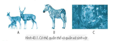 43.2. Hình ảnh nào trong hình dưới đây biểu đạt được một quần xã sinh vật