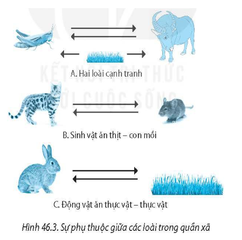 46.3. Quan sát Hình 46.3, hãy giải thích sự phụ thuộc lẫn nhau giữa các quần thể trong quần xã. Sự phụ thuộc này dẫn đến hiện tượng gì trong cân bằng tự nhiên?