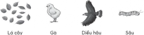 a) Hãy sắp xếp các loài sinh vật sau vào vị trí phù hợp trong sơ đồ chuỗi thức ăn bên dưới.    b) Chuỗi thức ăn trên có bao nhiêu mắt xích?