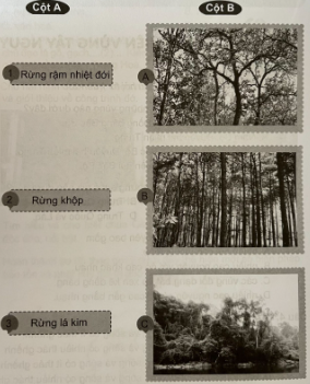 Ghép tên kiểu rừng ở cột A với hình ảnh ở cột B sao cho phù hợp.