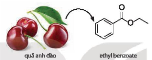 Ethyl benzoate là hợp chất chính tạo mùi thơm của quả anh đào (cherry). Hãy viết phương trình hoá học của phản ứng tổng hợp ethyl benzoate từ carboxylic acid và alcohol tương ứng.