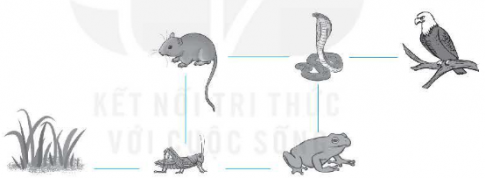 Quan sát hình dưới đây.  a) Hãy viết hướng mũi tên theo các đường gạch nối thể hiện mối liên hệ về thức ăn giữa các sinh vật trong hình.