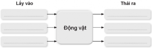 Hoàn thành sơ đồ tổng hợp về sự trao đổi khí, nước, thức ăn ở động vật dưới đây.