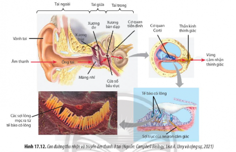 Quan sát Hình 17.12, hãy trình bày con đường thu nhận và truyền tín hiệu âm thanh ở tai. Nếu màng nhĩ bị tổn thương sẽ ảnh hưởng như thế nào đến sự thu nhận và truyền âm thanh ở tai