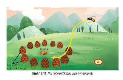  Cho biết ong bắp cày có thể nhận biết đường bay về tổ bằng cách nào.